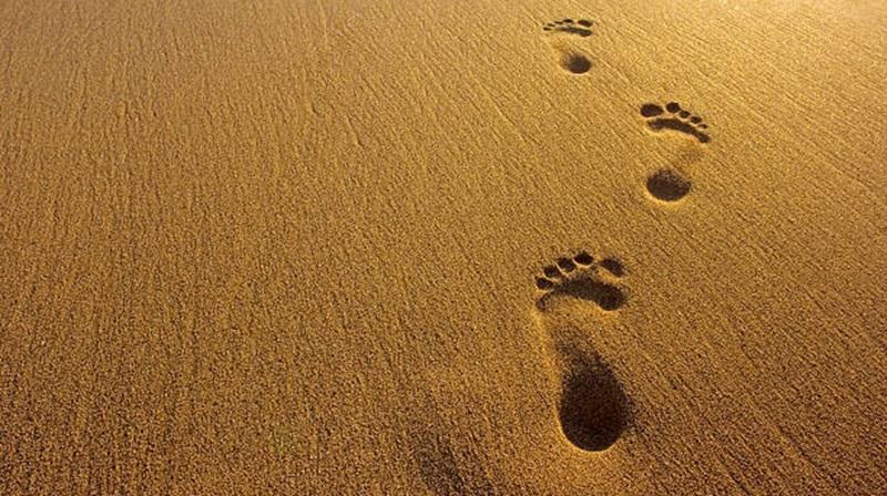 footprints