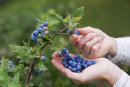 fruit tree