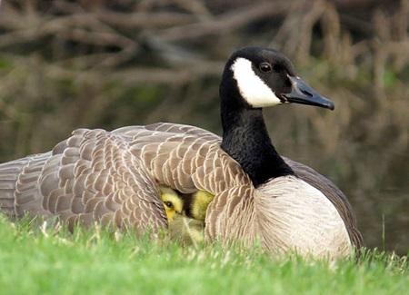 bird under mothers wing