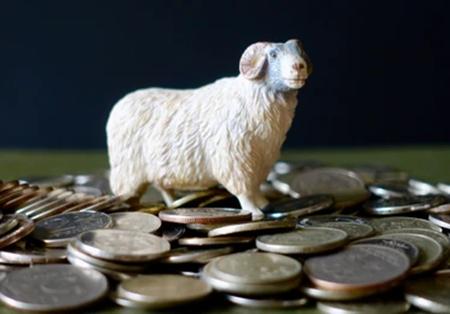 sheep and money