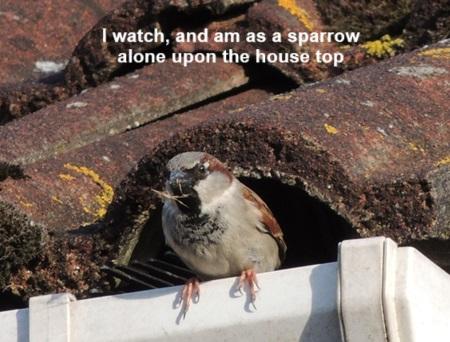 sparrow