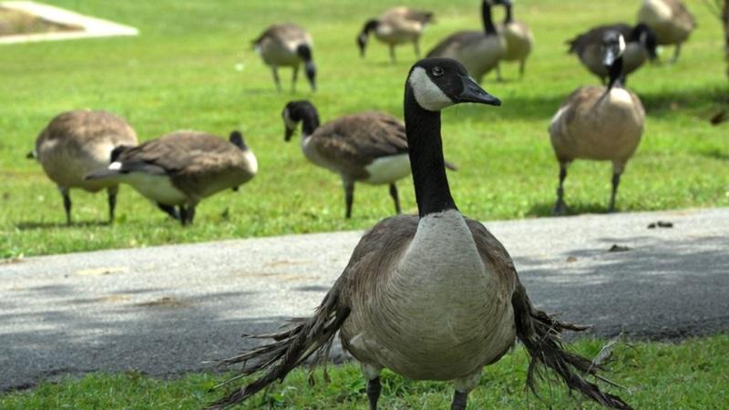 injured goose