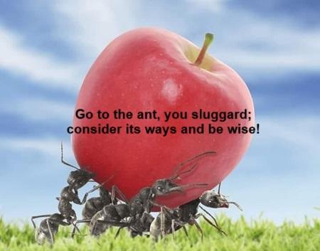 ants and apple