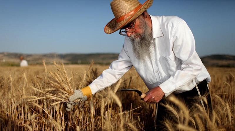 grain harvest