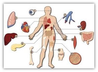 Organ Donations The Biblical Grounds