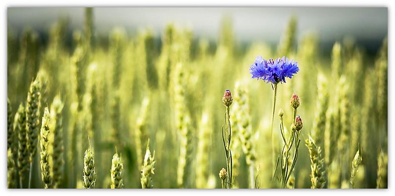 flower and corn field