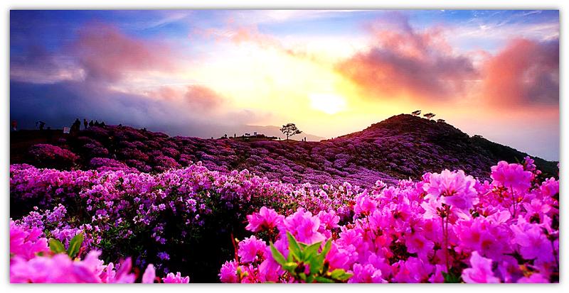 field with flowers